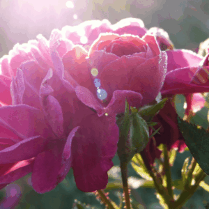A pink flower blossoming in the sun.