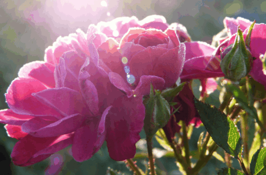 A pink flower blossoming in the sun.