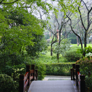 a wooden bridge walkway surrounded by trees