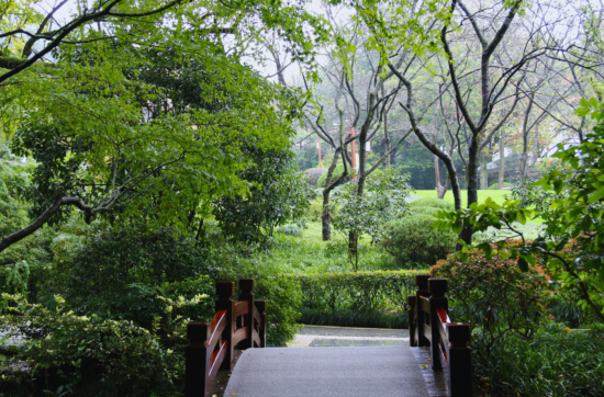 a wooden bridge walkway surrounded by trees
